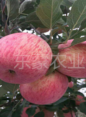 砧木树苗嫁接枝条