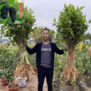 桑葚树苗 桑树苗盆栽嫁接食用黑桑树大叶苗 四季养蚕南方北方种植