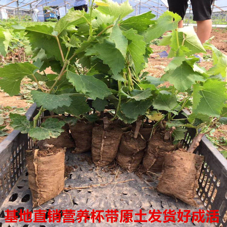 新疆吐鲁番无籽鸡心马奶子葡萄苗