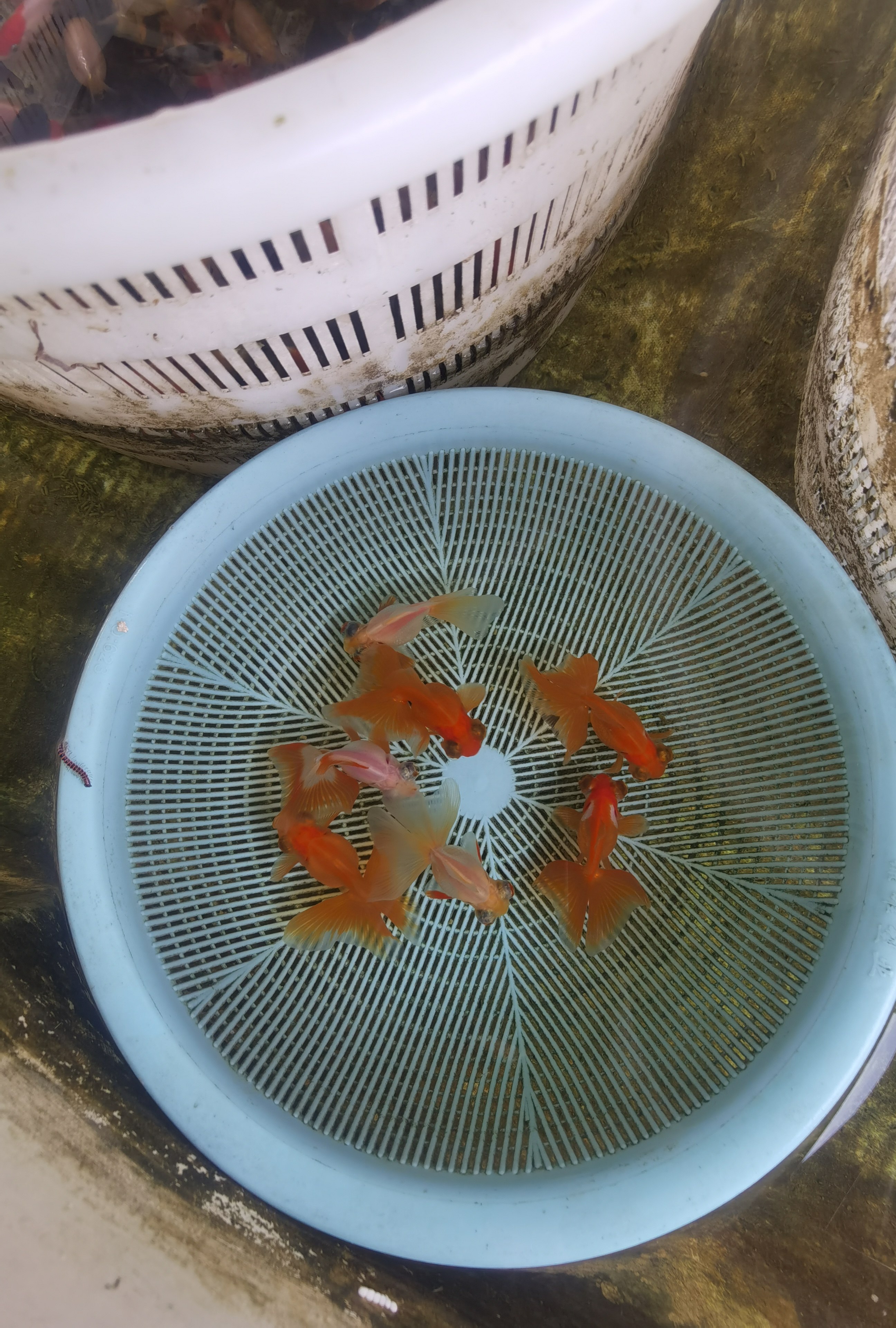 江苏苏北农家自养淡水鱼苗淡水鱼苗淡水鱼苗淡水鱼苗淡水鱼苗