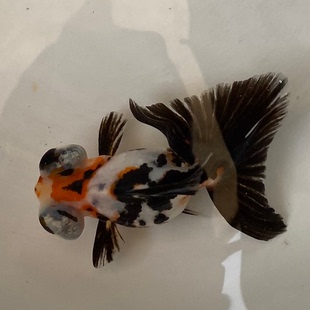 花蝶尾金鱼活体观赏金鱼淡水鱼冷水鱼重墨花蝶尾黑蝶奶牛三色蝶尾