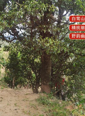 【启莺】2025春本山800单株明前