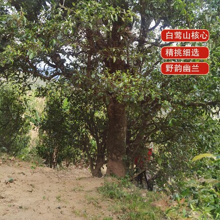 【启莺】2025春茶白莺山本山800年单株【幽兰】普洱生茶明前散茶