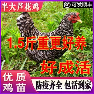 一斤半纯种汶上芦花鸡活苗小鸡活苗脱温苗半大鸡青年鸡芦花鸡活体