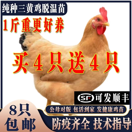小鸡活苗三黄鸡活苗半大三黄鸡苗脱温鸡三黄鸡活体小鸡苗包活到家