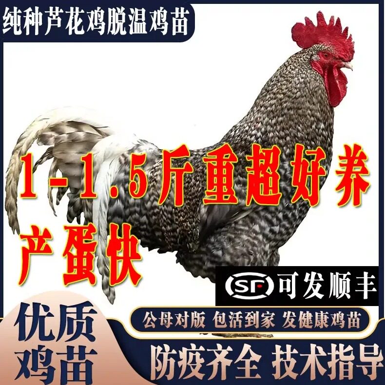 纯种一斤半斤芦花鸡活苗小鸡脱温