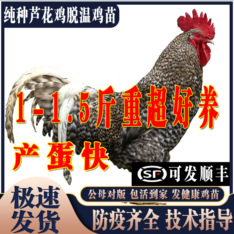 纯种芦花鸡活体小鸡活苗脱温苗