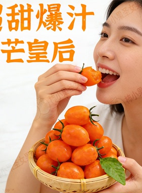 黄色圣女果正宗千禧小番茄超甜有机小番茄香芒皇后樱桃玲珑小柿子