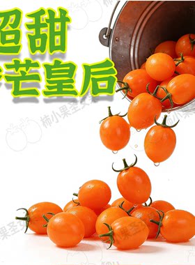 黄色千禧果超甜小番茄青口蜜小番茄小柿子圣女果金芒果皇后小番茄