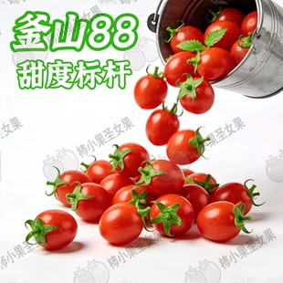 釜山88迷你樱桃小番茄纯甜薄皮玲珑番茄山东新鲜圣女果糖果小番茄