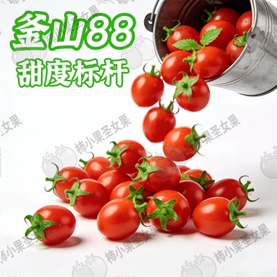 釜山88迷你樱桃小番茄纯甜薄皮玲珑番茄山东新鲜圣女果糖果小番茄
