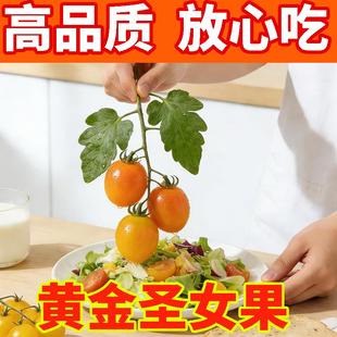 黄色圣女果小番茄黄金圣女果水果番茄生吃黄柿子自然熟寿光小番茄