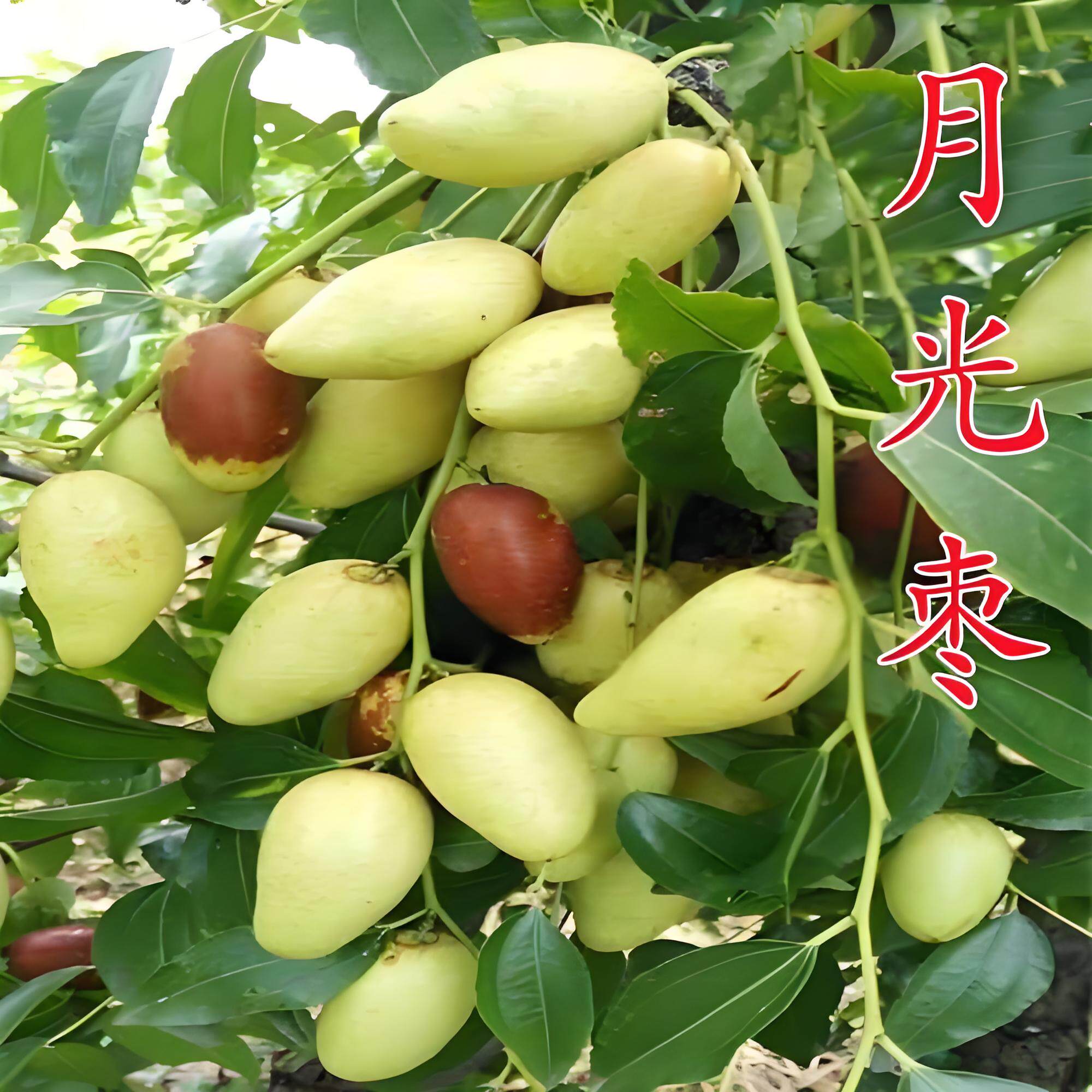 正宗月光枣树苗嫁接新品种特大脆枣大枣树苗南北方种植