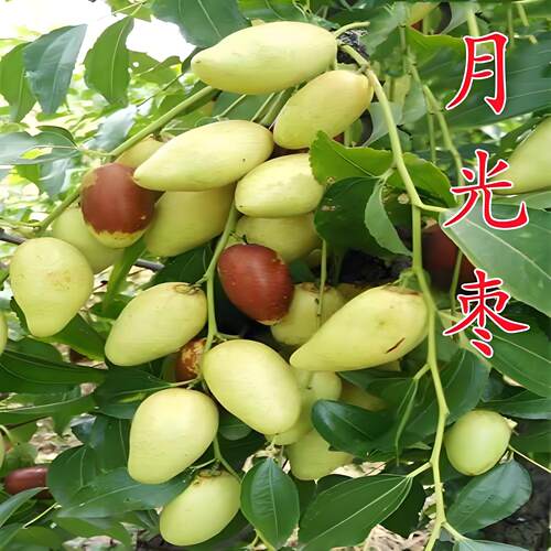 正宗月光枣树苗嫁接新品种特大脆枣大枣树苗南北方种植