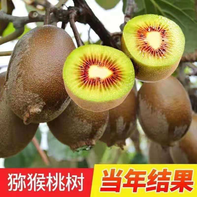 猕猴桃果树苗红心盆栽地栽嫁接猕猴桃阳台别墅庭院可爬藤