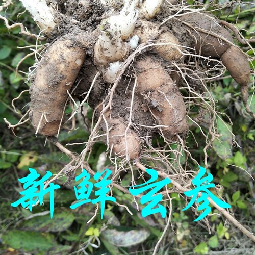 新鲜现挖玄参 新鲜元参 现挖元参 天然青草玄参 黑参 元参 中药材