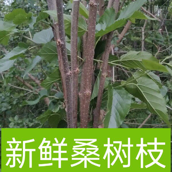 正宗自然生长新鲜桑树条桑树枝桑树棒桑木棒桑木枝桑木条桑木棍