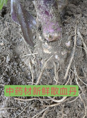 新鲜菊三七 旱三七三七 菊叶三七 三七草 三七王旱山芩带根