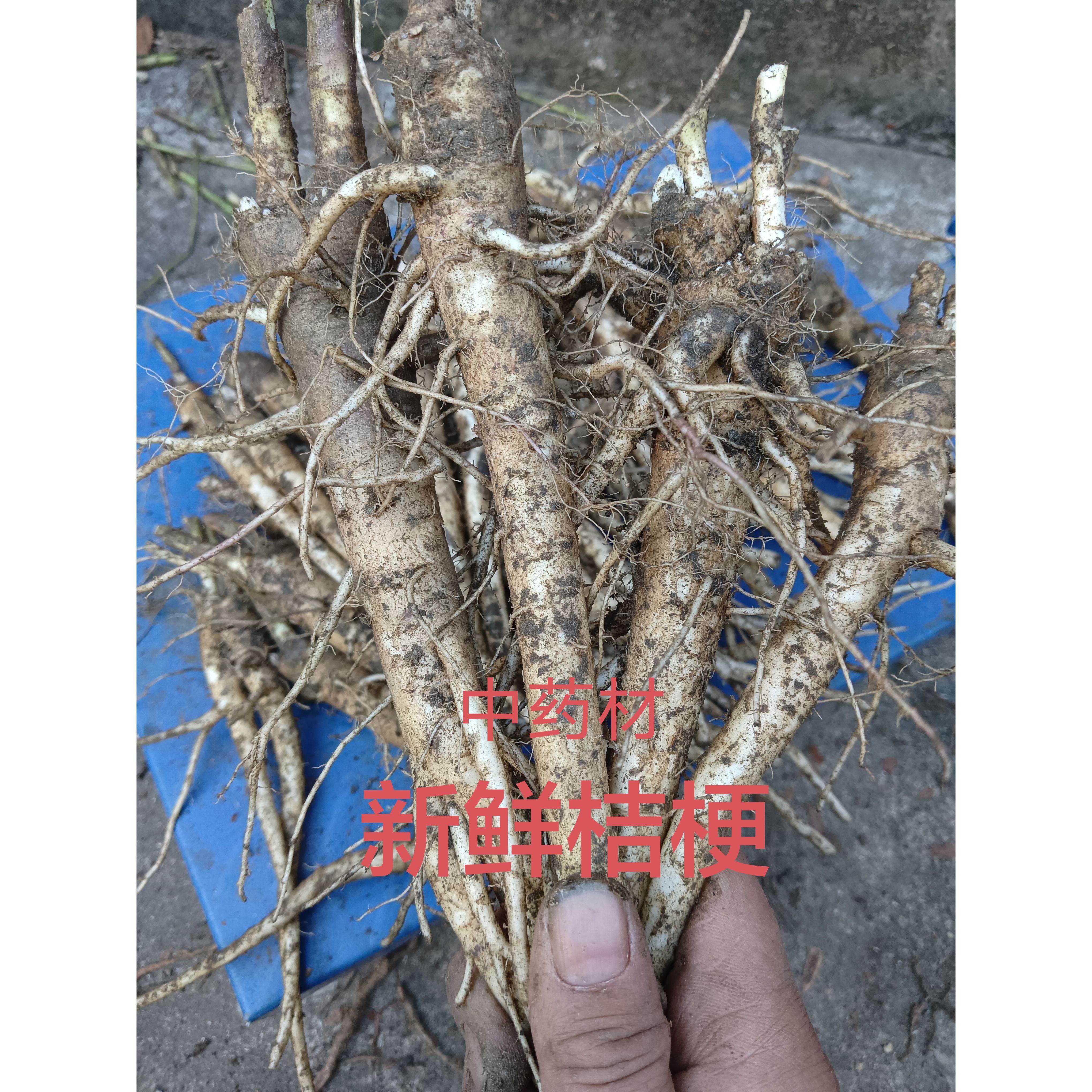 新鲜桔梗根中药材500克包邮苦菜根苦苣菜根苦芥菜根苦菊根