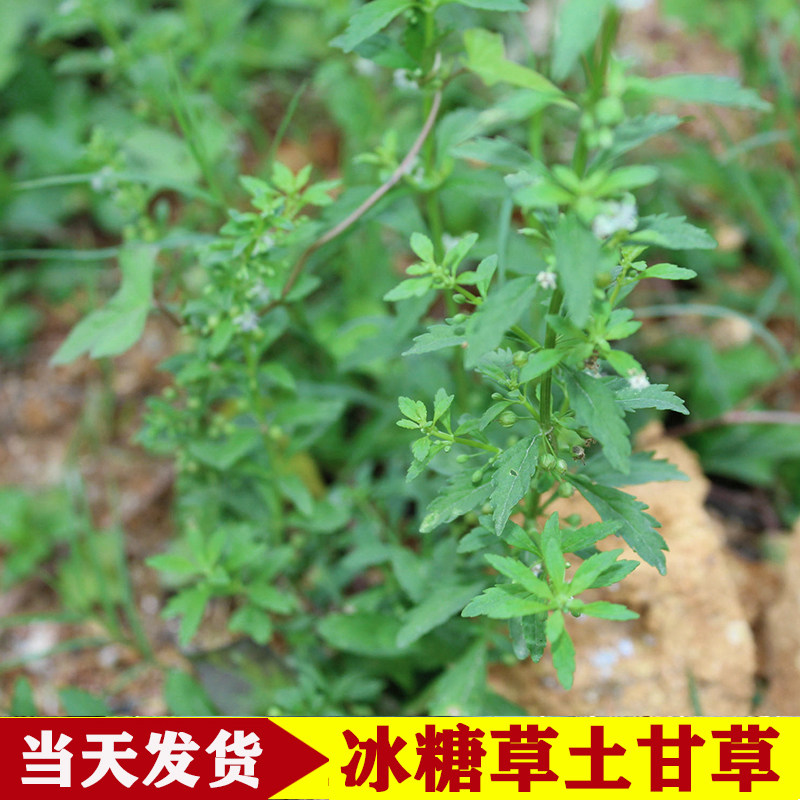 广东野生新鲜现摘冰糖草 野甘草 土甘草 珠子草500g中草药凉茶