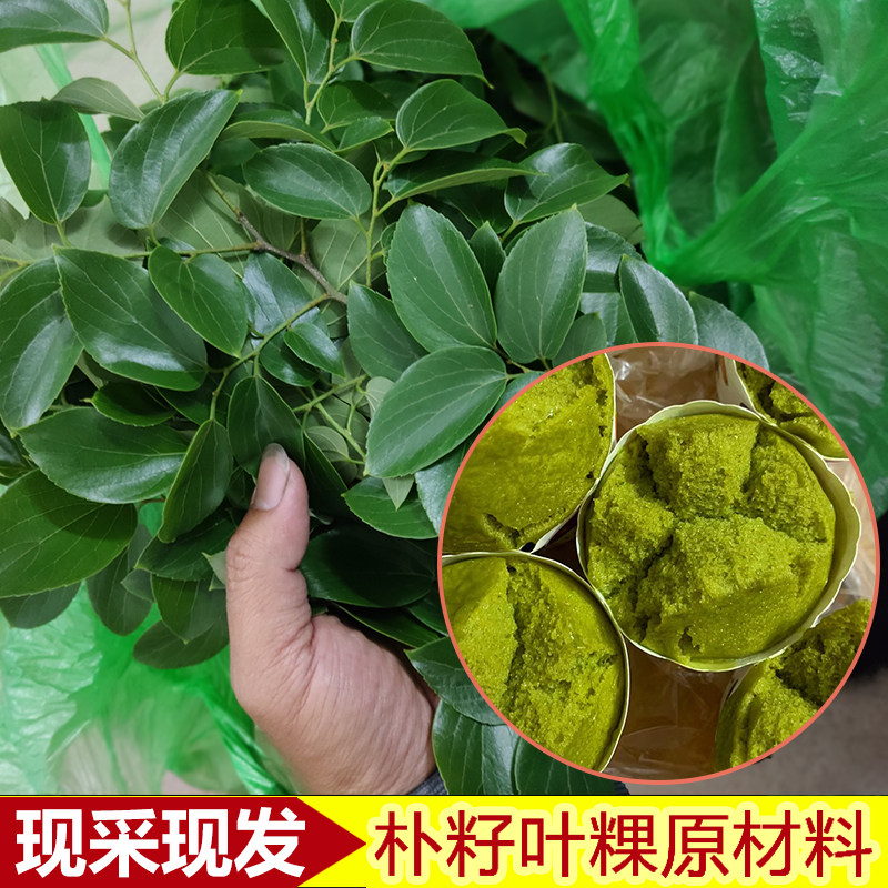 农家新鲜野生朴树枝叶根树皮黄果朴白麻子朴榆朴仔树现采现发沙朴