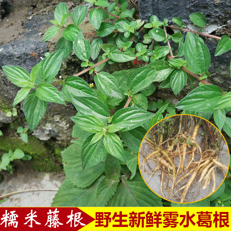 广东农家新鲜野菜糯米藤根雾水葛 捆仙绳 糯米草山参纯根包邮发货