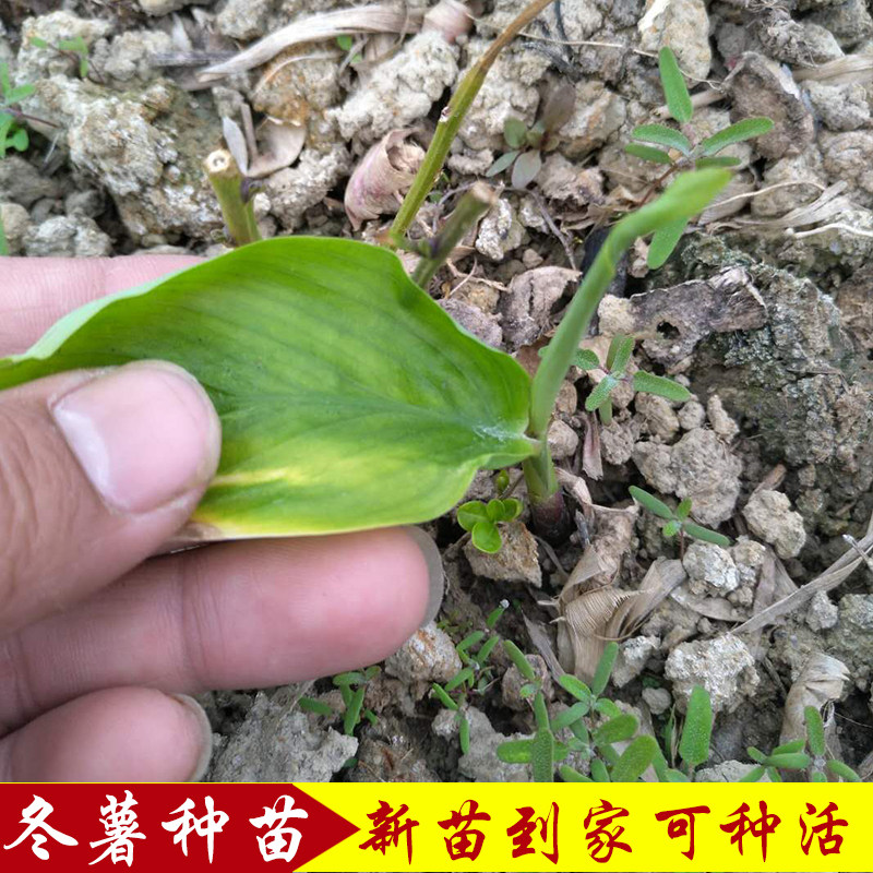 广东农家特产新鲜自种冬粉薯吉芩薯冬笋薯新货 竹蒿薯农家煲汤