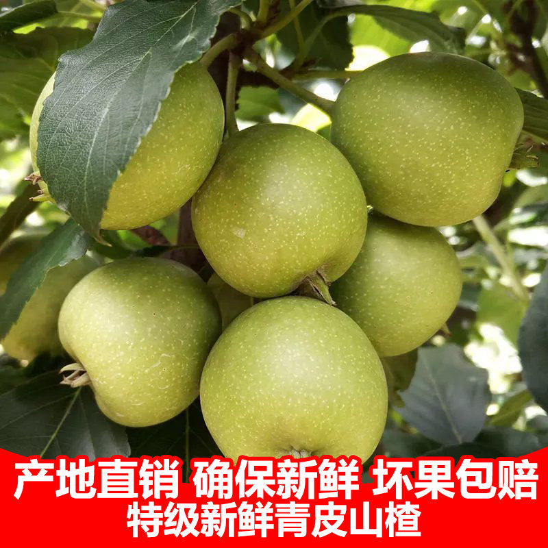 顺丰速发广西大肉山楂果青皮山楂果可做山楂干山楂多依当季纯酸涩
