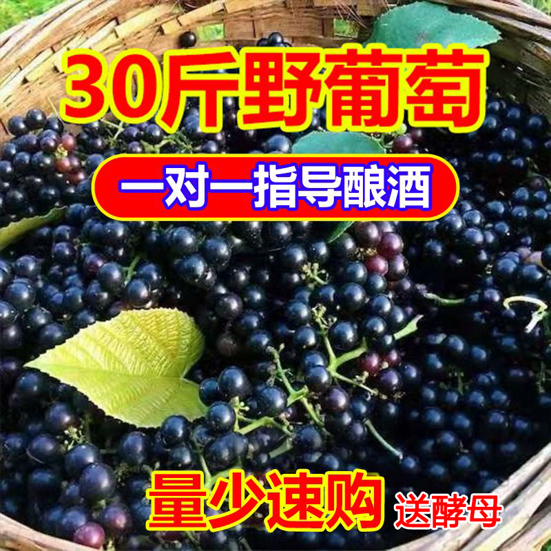 广西正宗野生山葡萄DIY葡萄酒自制酵素非巨峰赤霞珠夏黑30斤汽运