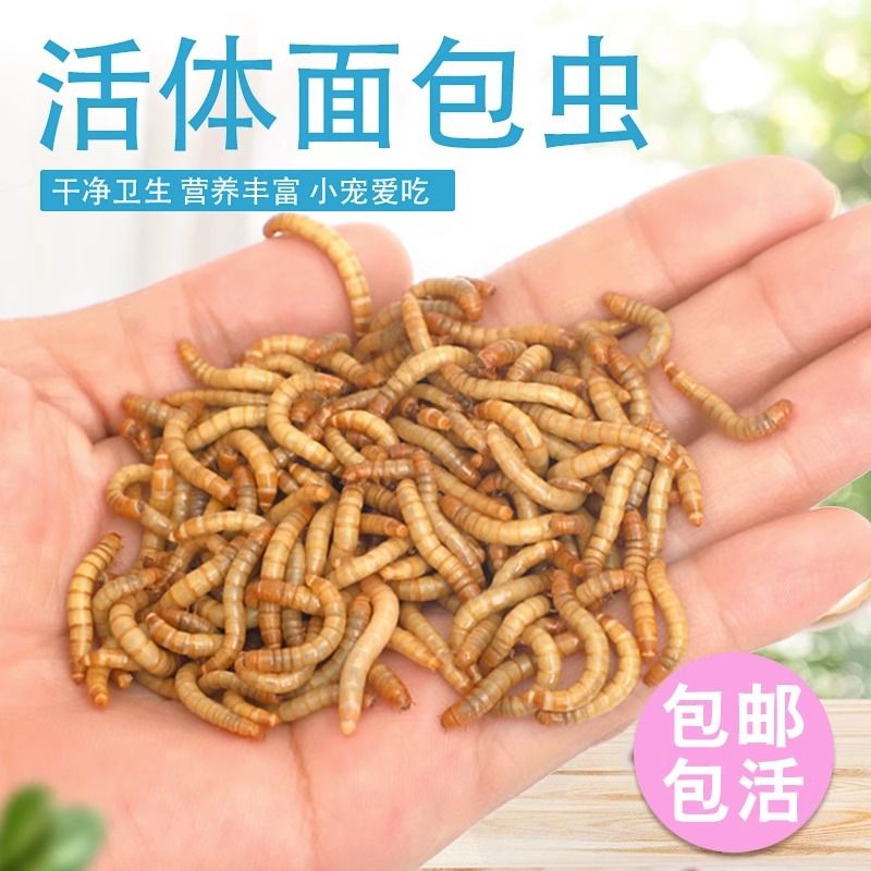 面包虫喂鸡养鸡昆虫活虫黄粉虫