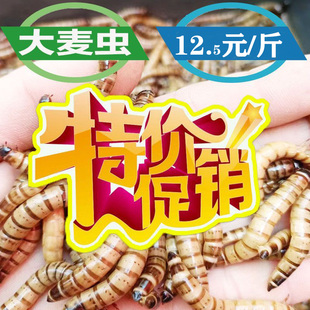 大麦虫活体黄粉虫面包虫金龙鱼八哥守宫画眉蜥蜴蜘蛛乌龟宠物饲料