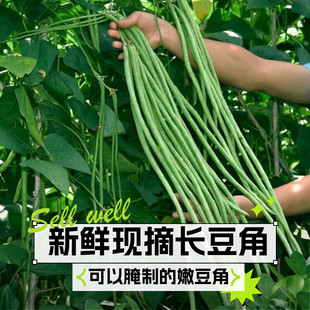 现摘本地嫩豆角长豆角新鲜缸豆时令蔬菜腌制做泡菜农家菜露天种植