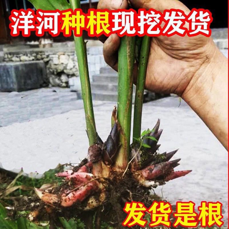 大别山现挖洋荷幼苗阳荷姜种根茗荷笋蘘荷洋火姜蔬菜种苗安徽特产