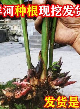 大别山现挖洋荷幼苗阳荷姜种根茗荷笋蘘荷洋火姜蔬菜种苗安徽特产