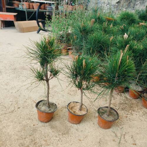 大别山黄山松树苗黄山松山采大苗 2棵一组包发 货源基地量大议价