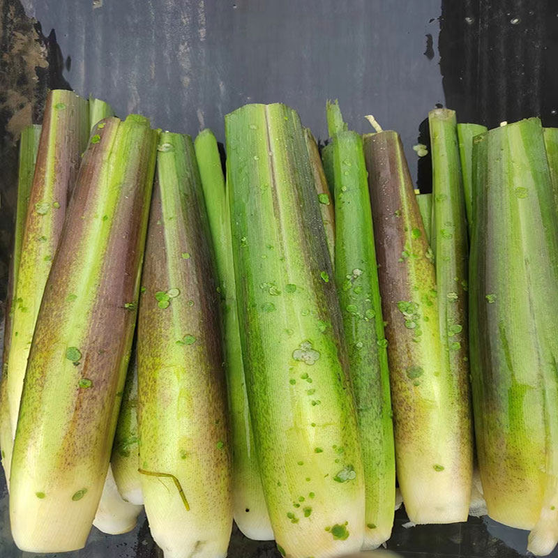 安徽特产新鲜茭白大别山高山农家蔬菜高笋瓜笋应季茭儿菜孕妇水笋