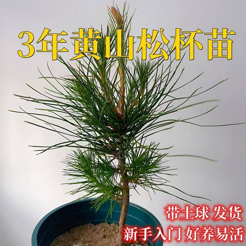 3年黄山松杯苗带土球易活盆栽
