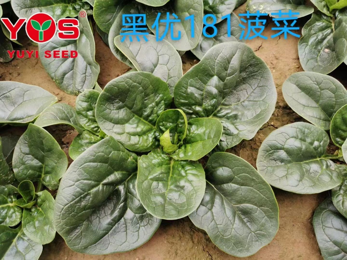 豫艺黑优181趴地圆叶菠菜种子 优质菠菜种 抗病叶色黑绿 250g/袋,农用物资,蔬菜种子/种苗,淘宝优惠券,粉丝福利购,淘宝优惠卷