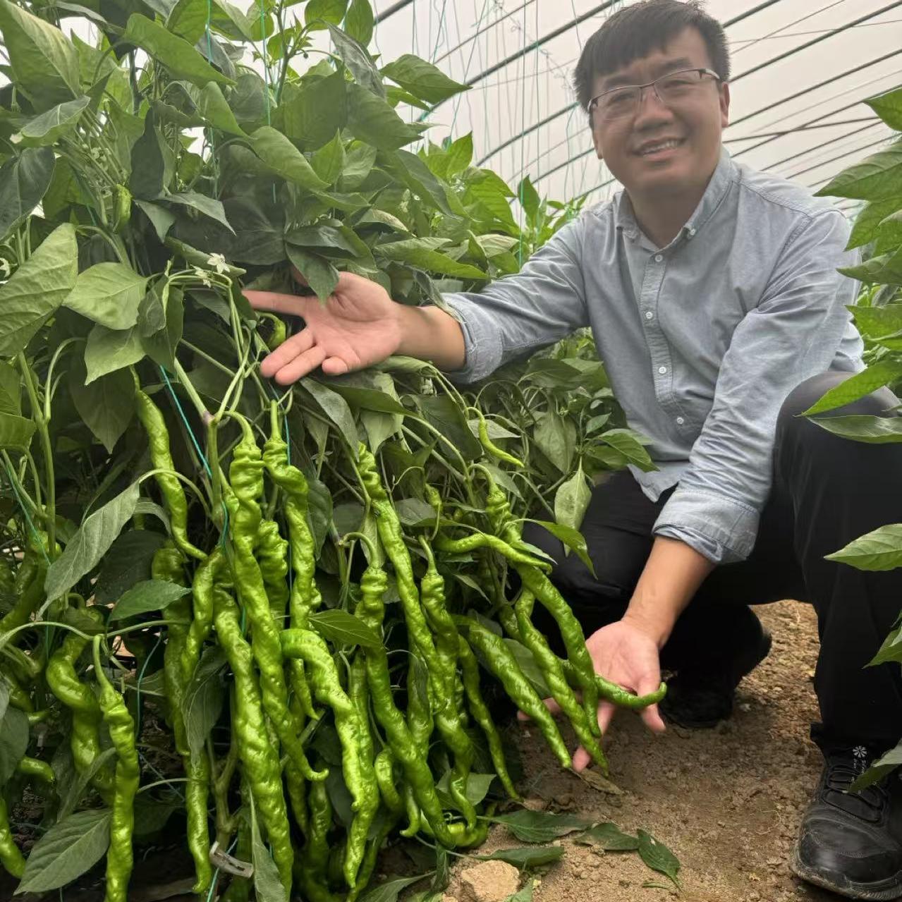 豫艺大麻花10号全螺旋螺丝椒种子