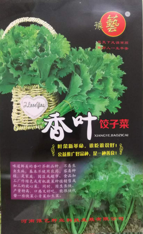 豫艺香叶饺子菜种子叶菜新品种