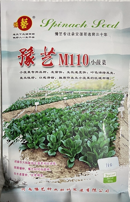 m110菠菜种子速生小菠菜豫艺