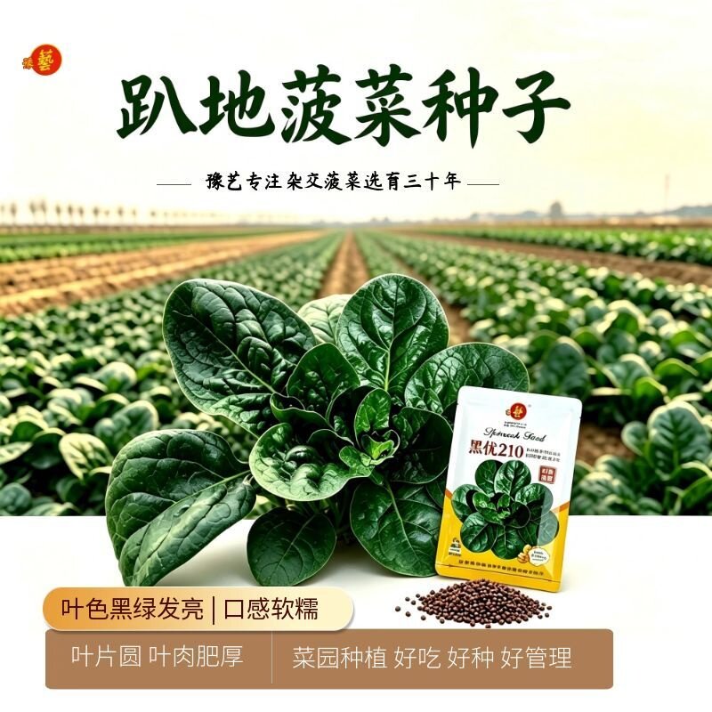 豫艺黑优210趴地菠菜种子 叶蔬菜种子/种苗