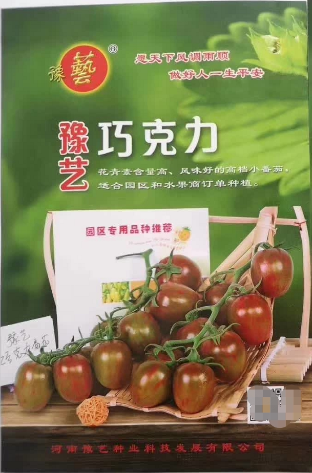 豫艺巧克力小番茄种子 花青素含量高 糖度高酸甜比合适 500粒/袋
