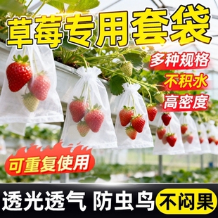 草莓套袋托果网防虫袋水果桃子蓝莓专用防鸟透气防鸟罩防虫纱网袋