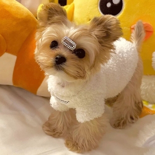 约克夏专用衣服秋冬季冬天超小体狗狗马尔济斯冬装保暖冬款小型犬