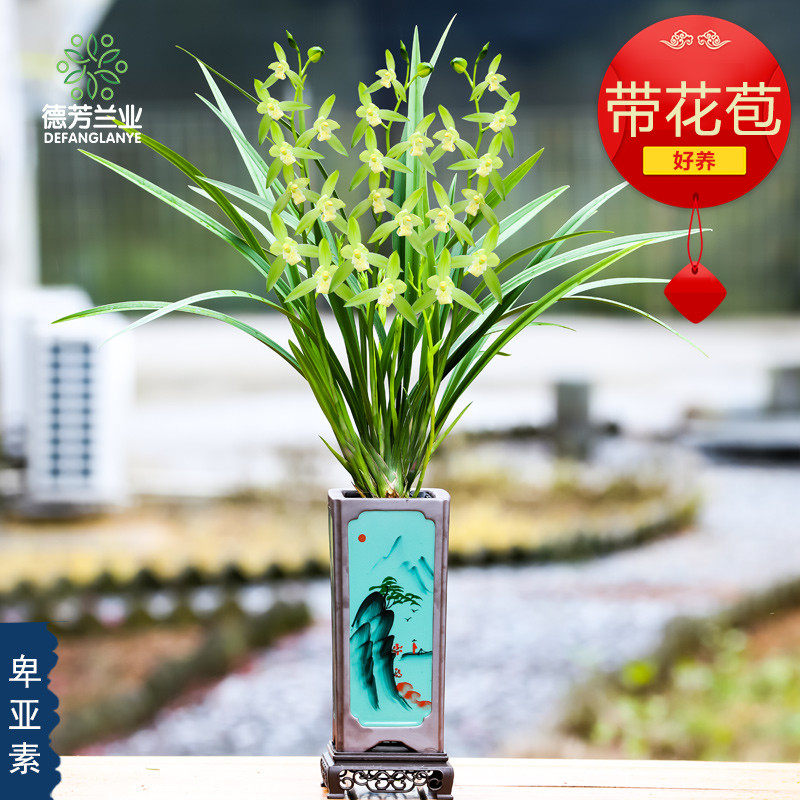 德芳兰业卑亚素花苞多多开花浓香