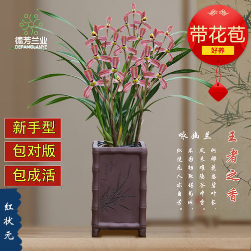 德芳兰业寒兰红如意好养易开花