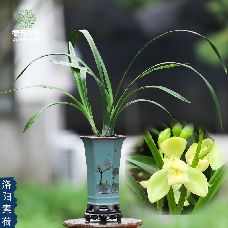 德芳兰业兰花建兰带花苞洛阳素荷浓香型花卉盆栽室内阳台客厅家养