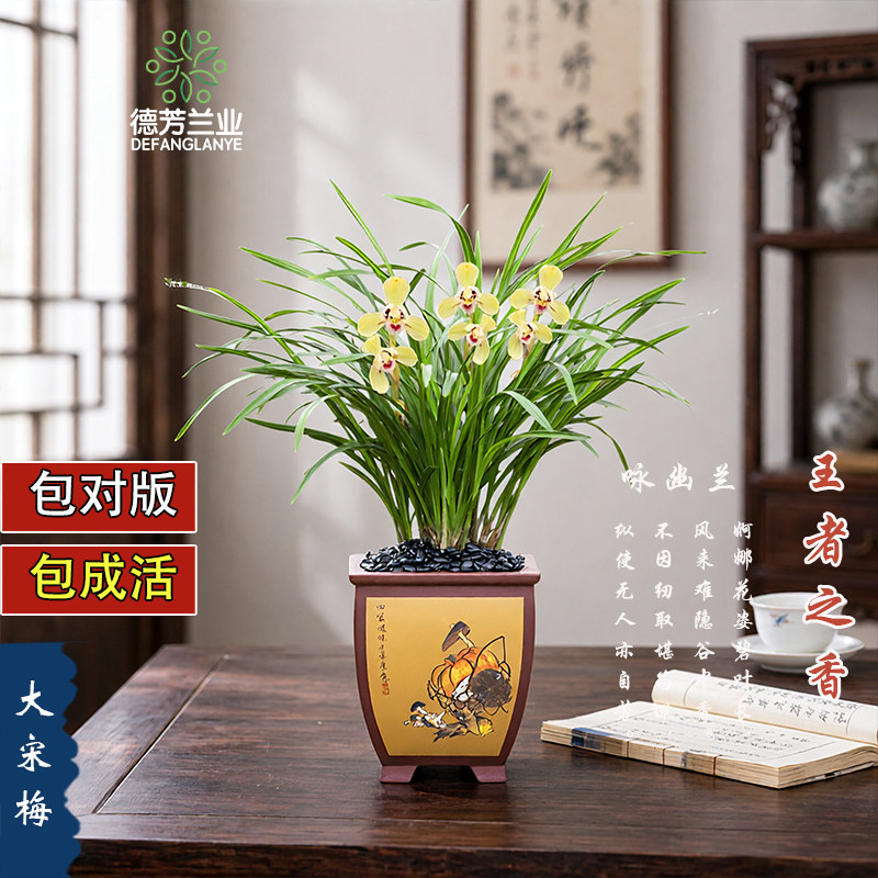 兰花苗春兰大宋梅带花苞室内盆栽浓香花卉开花绿植好养兰草