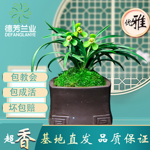 花卉绿植盆栽好养阳 兰花苗带花苞浓香春兰玉玲珑室内四季